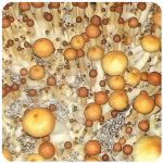Псилоцибиновые (галлюциногенные)  грибы Psilocybin "Golden Teacher" в Новоульяновске