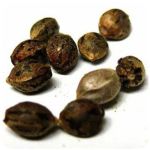 Семена марихуаны АК-47  (Seeds AK-47) в Новоульяновске